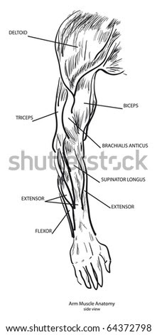  Architecture on Muscle Anatomy Arm