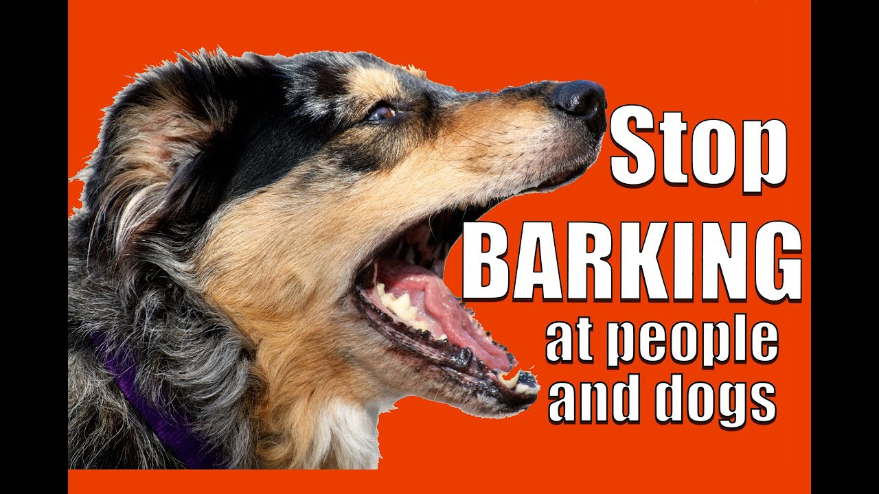 How to TEACH ANY DOG NOT to BARK at Other DOGS and PEOPLE ...