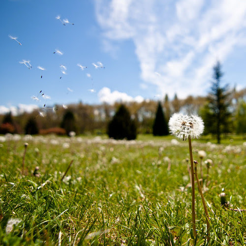 Pide un deseo... / Make a wish...