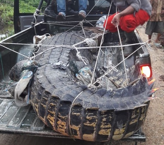 Buaya Raksasa di Tamiang Dikarantina di Hutan Lindung ...