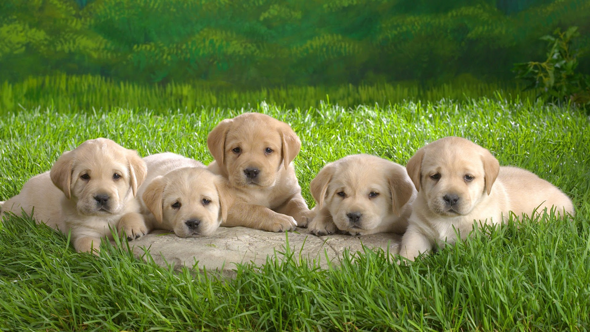 かわいい子犬写真壁紙 1 19x1080 壁紙ダウンロード かわいい子犬写真壁紙 動物 壁紙 V3の壁紙