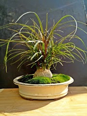 Terbaru 25+ Bonsai Nolina