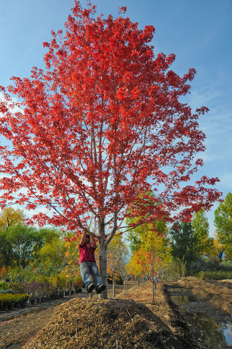 MAPLE AUTUMN BLAZE For Sale in Boulder Colorado