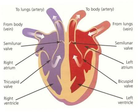 Free Blank Heart Diagram, Download Free Blank Heart Diagram png images, Free ClipArts on Clipart ...