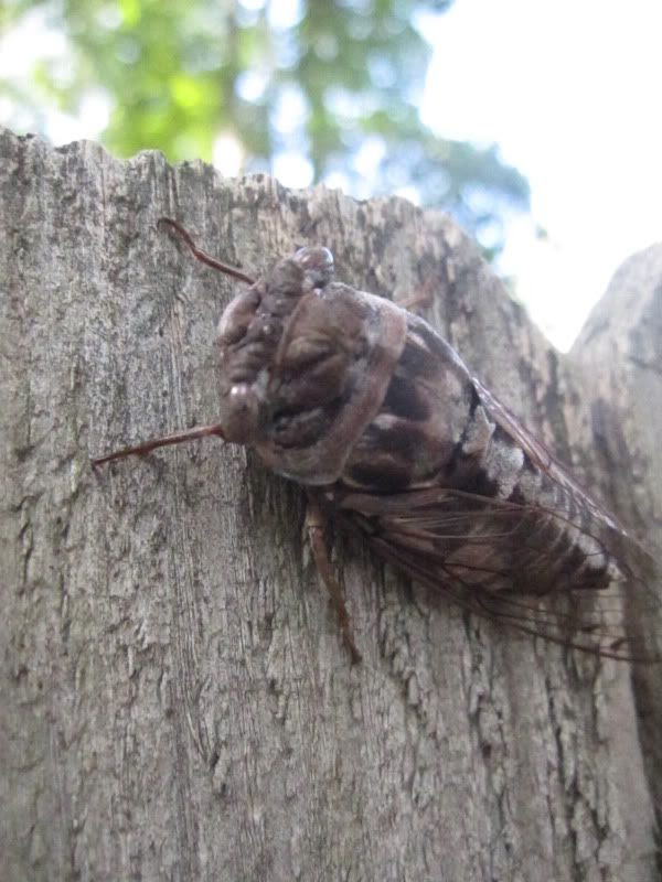 cicada