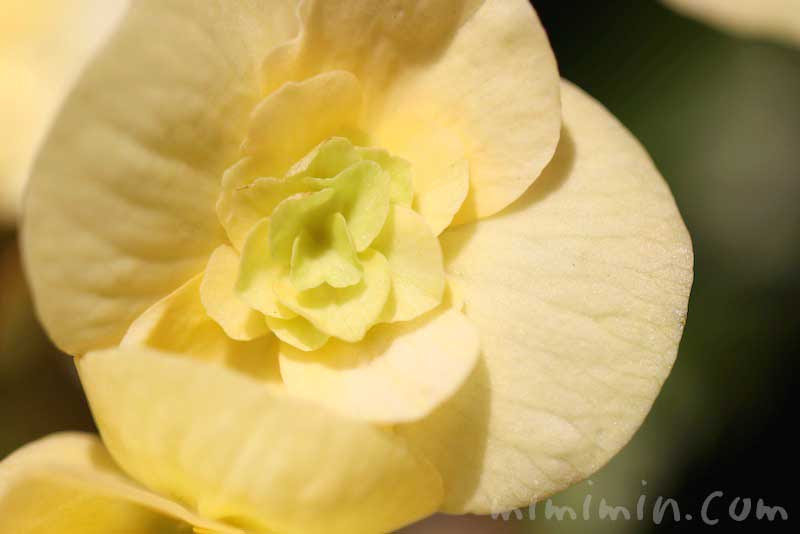 リーガースベゴニア エラチオールベゴニア の花言葉 名前の由来 みみみんブログ