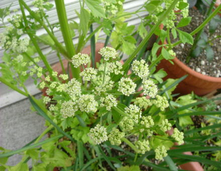 いろいろ セロリ 花が咲いたら 誕生 日 ライン 友達