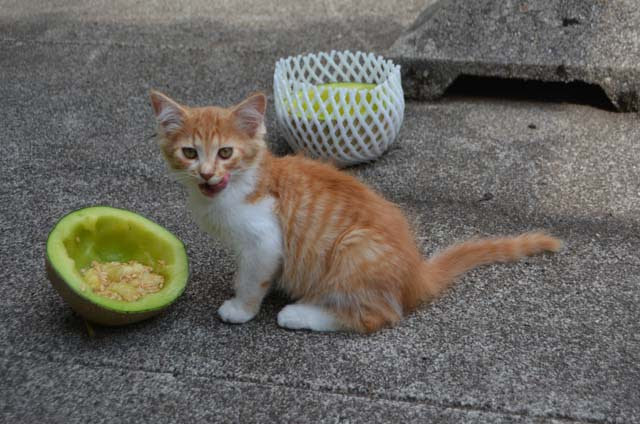     )LIFE nene Blog Ange Cat Diary   Zippo 5DEATH:          