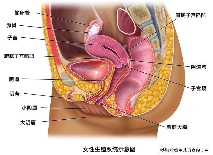 生理器官 生理器官画法