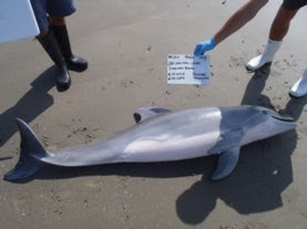dead-gulf-of-mexico-bottlenose-dolphin-on-beach