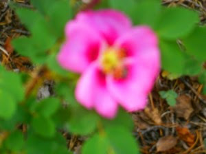 Perfectly Imperfect Flower