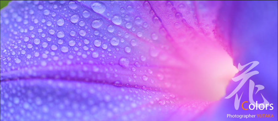 花 フラワー 写真 花colors フォトグラファーyutaka 九州風景写真
