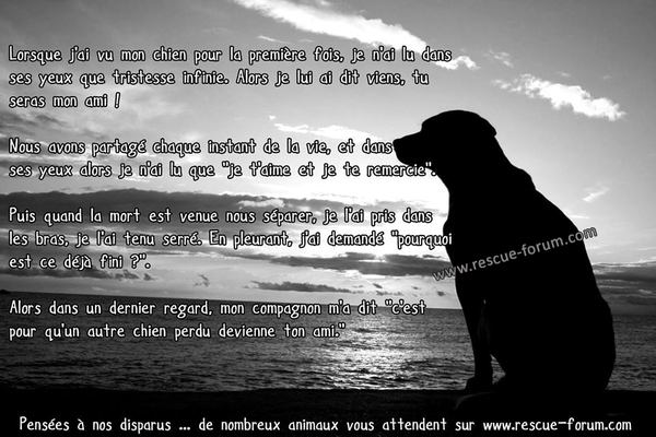 TEXTE CHIEN