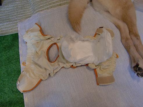 老犬介護 オムツ編 ルカとミエルの 今日も犬日和