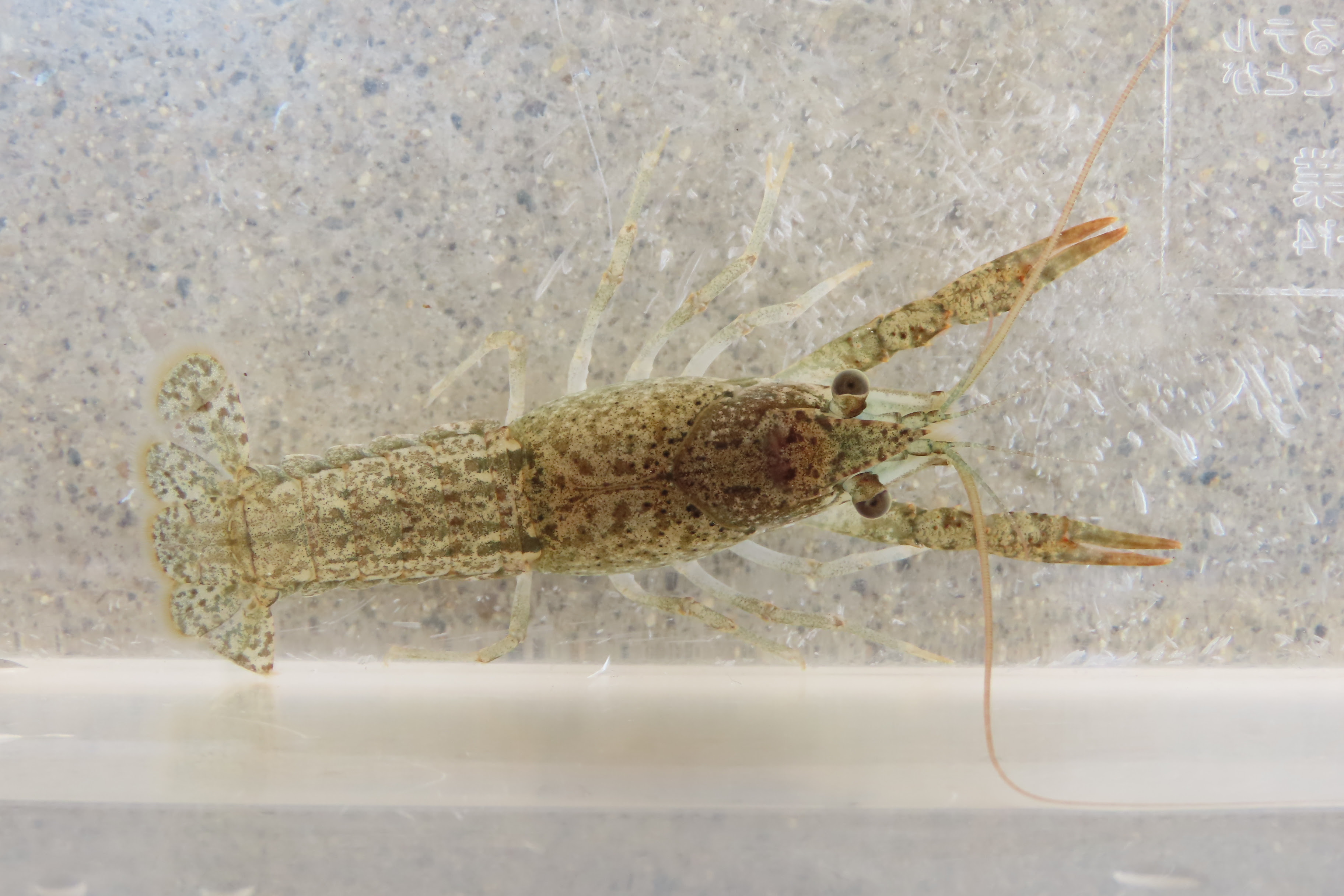 アメリカザリガニ