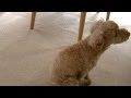 ++ 50 ++ 犬 お尻 腫れ 197031