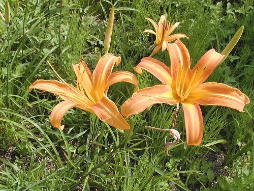 のかんぞう Hemerocallis Fulva