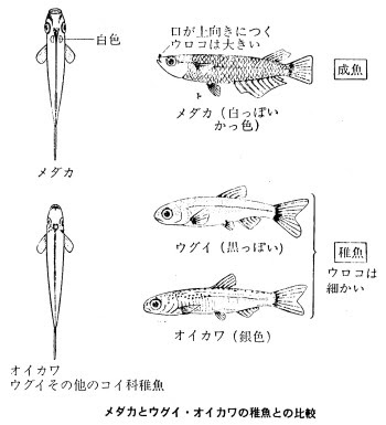 メダカの飼育と観察 次のようなことが よく問題になる メダカの飼育がうまくいかない メダカの産卵のようすが見られない 水温とメダカの成長との関係がうまく観察できない １ 教材としてのメダカ メダカの分布 北海道を除く日本全域の平野