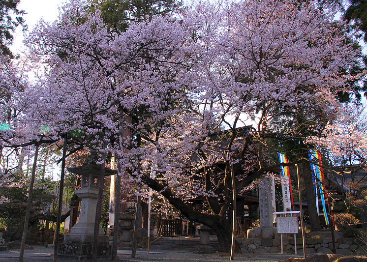 恵林寺の桜