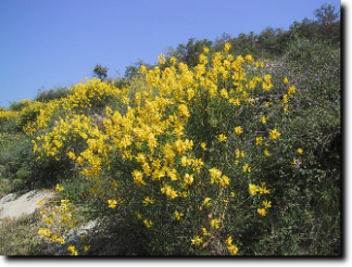 Fiori Gialli Spontanei - Fiori Gialli Spontanei ...