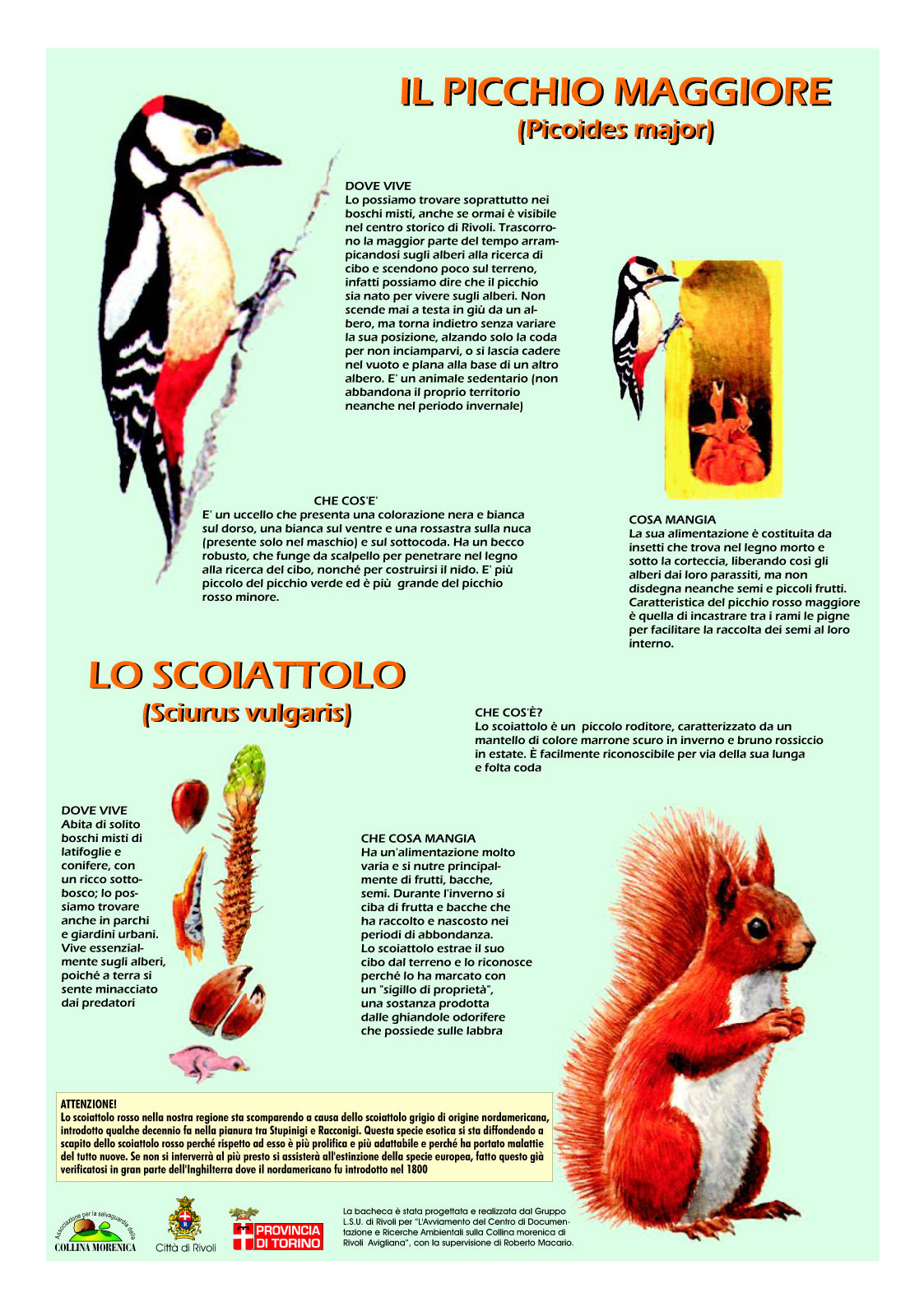 Il Picchio Maggiore E Lo Scoiattolo Wwwmassierraticiit