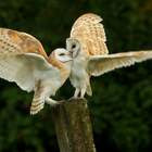 жми чтобы увеличить