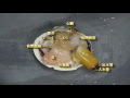 [10000ダウンロード済み√] あさり 生物 371188-あさり 生物