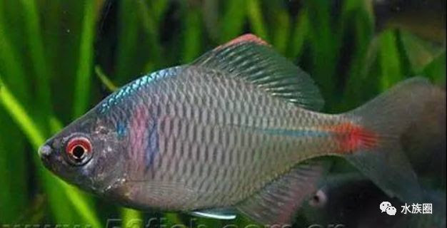 被養魚耽誤的藝術家們 觀賞魚手繪 這波操作有意思 雪花新闻