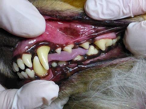 歯石取り 無麻酔歯石除去 まるる