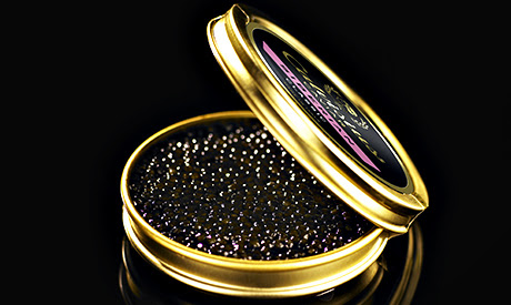 Calvisius