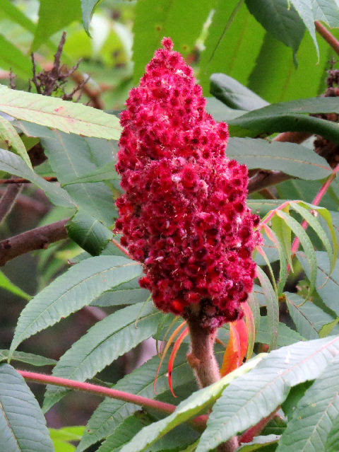 staghorn sumac