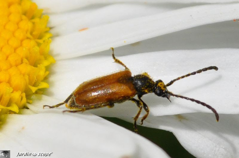 Un lepture qui a finalement beaucoup de pseudo...! - Le JardinOscope, toute  la vie animale de nos parcs et jardins