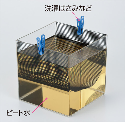 ネオンテトラの繁殖 株式会社スドー