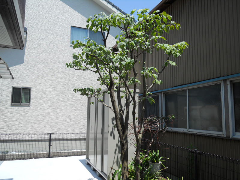 施工事例 邸ハナミズキ剪定 富士市 植木１本から造園まで 園丁 樹 剪定 伐採 造園 庭園管理 御殿場の庭師