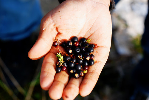 Alaska's Bounty