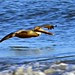 Gliding Pelican DSC_0527