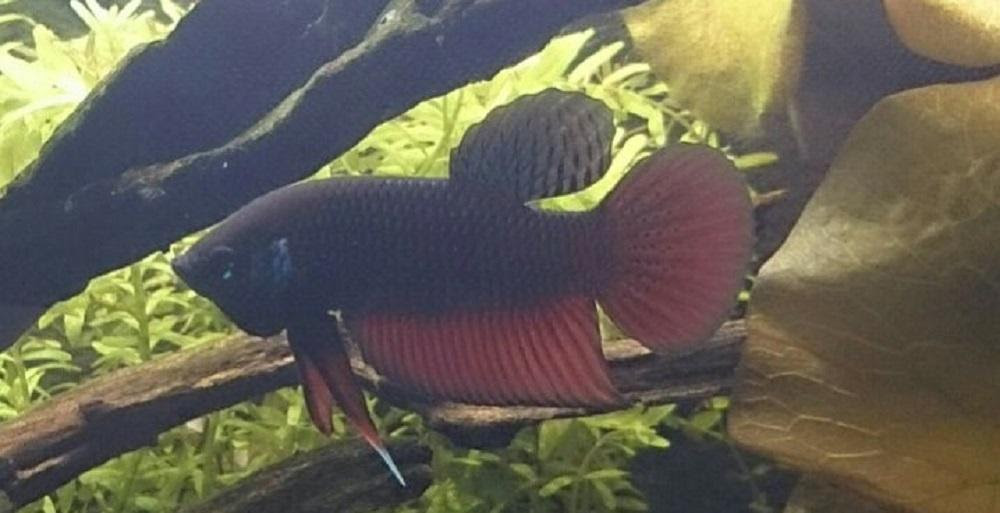 ワイルドベタの繁殖 お見合い 産卵 アクアルバム