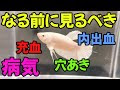 エラ ぐされ 病 296366-エラぐされ病