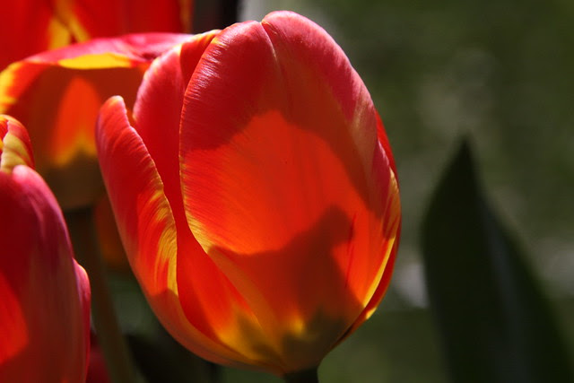 backlit tulips
