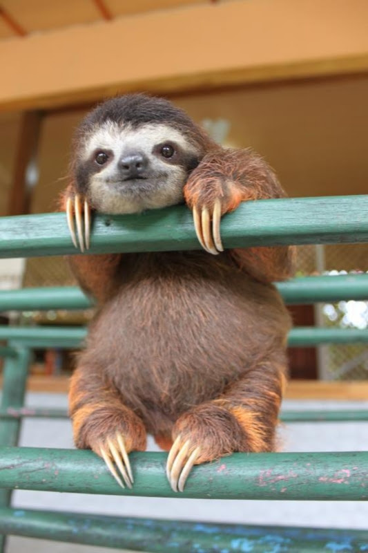 見てると癒される動物画像集 松原賢一郎の動物園