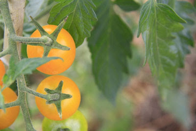 ミニトマトのプランター栽培 味の決め手は肥料と水やり