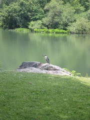 Heron(?)