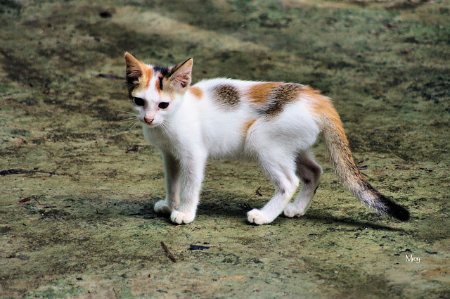 pentax-barisal 255