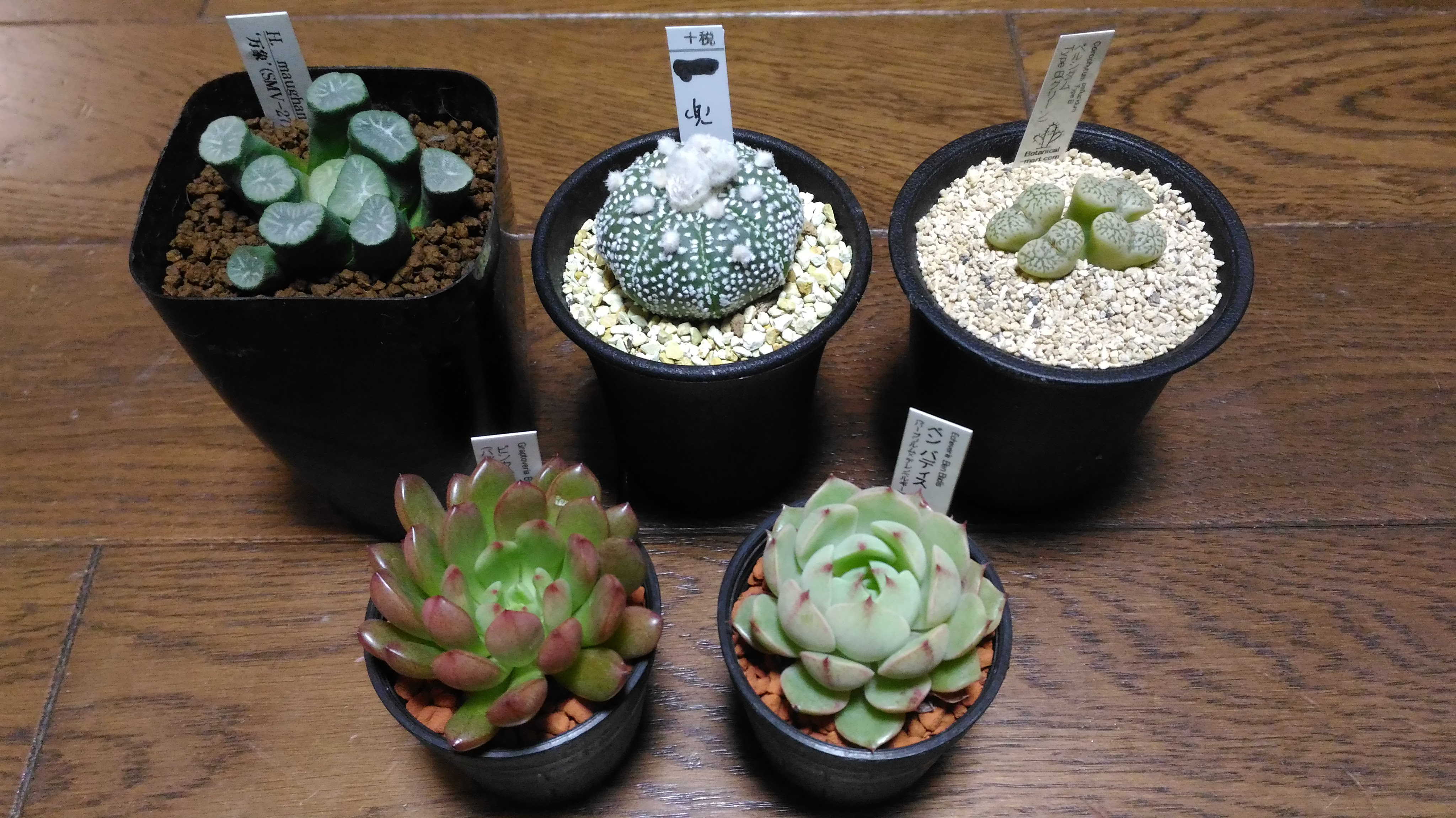 18 03 11 サボテン 多肉植物ビッグバザール
