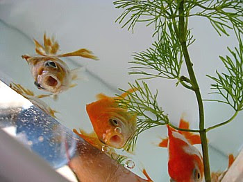 新しい金魚導入 塩水浴時の注意と塩水の塩の抜き方 パピネンの小鳥エコ倶楽部