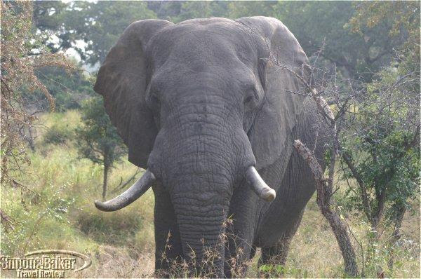 Our visit to Kruger National Park was wonderful including our stay at three 