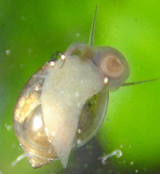 選ぶ 解読する ジャングル サカマキガイ 水槽 憂鬱 スチール クローン