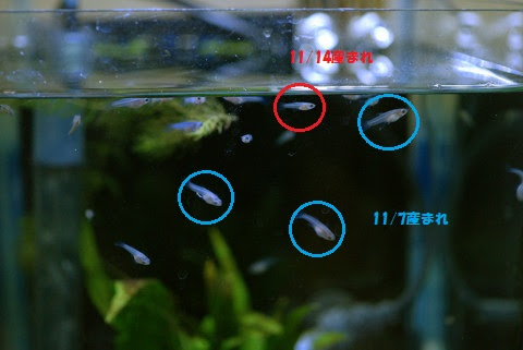 シマヤッコをいっぱい飼いたい グッピー稚魚