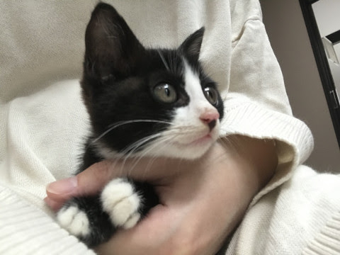 三重県 可愛いハチワレ靴下猫 猫の里親募集 ネコジルシ