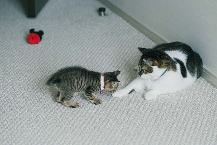 あさのますみさんの 日々猫だらけ ときどき小鳥 その６ フェリシモ猫部